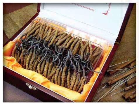 盂县冬虫夏草回收